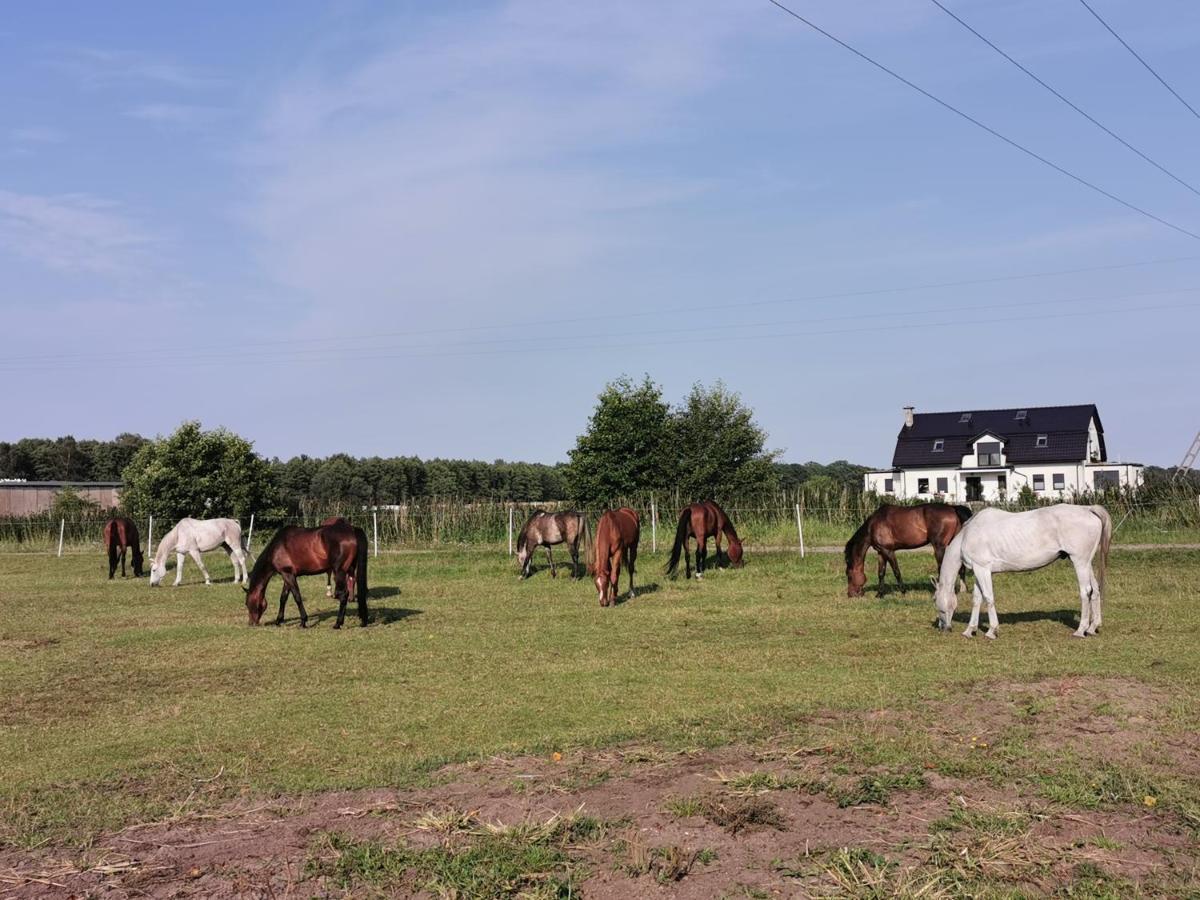 Domek Leba Nowecin Exterior foto